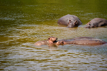 Baby hippo on the river Nile, Murchison Falls National Park, Uganda