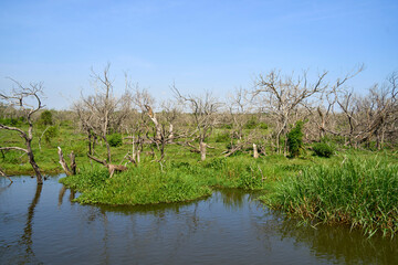 Shore view while on a boat ride on the white nile, Uganda