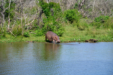 Hippo taking the plunge into the Nile river, Murchison Falls National Park, Uganda