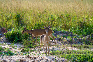 Two Oribi in Murchison Falls National Park, Uganda