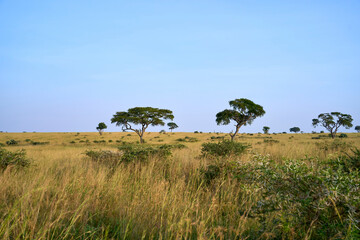 Fototapeta na wymiar View of the savanna in Murchison Falls National Park, Uganda