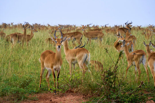 A herd of Ugandan Kob in Murchison Falls National Park