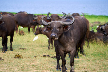 Naklejka na ściany i meble A herd of buffalo in Uganda