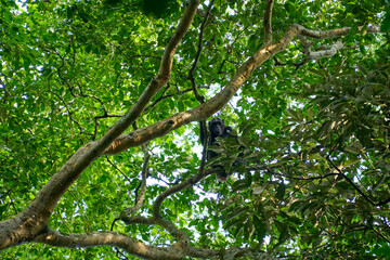 Chimpanzee in the wild up in a tree, Kibale National Park, Uganda