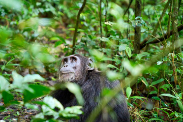 Chimpanzee in the wild looking thoughtful, Kibale National Park, Uganda