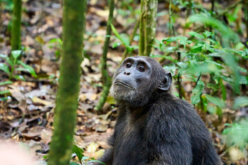 Chimpanzee looking thoughtful in the wild, Kibale National Park, Uganda