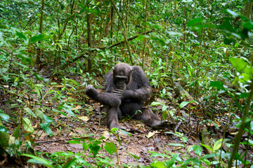 Chimpanzee in the wild, Kibale National Park, Uganda