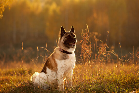 Akita breed dog sits on orange grass in a park on the street, his mouth is open, he looks into the distance. Animal food blog concept
