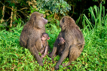 Two mother baboons with their babies along the road in Isasha sector, Queen Elizabeth National Park, Uganda