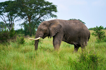 Naklejka na ściany i meble A lone elephant roaming the Isasha sector, Queen Elizabeth National Park, Uganda