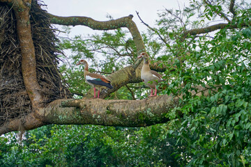 Two birds standing on a branch in Uganda