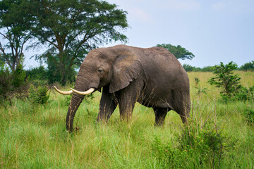 A lone elephant roaming the Isasha sector, Queen Elizabeth National Park, Uganda