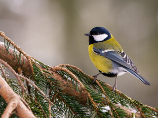 Une mésange charbonnière posée sur une branche de sapin enneigée.