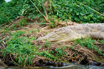 A nile crocodile on a bank in the Nile river, Uganda