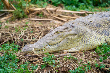 A nile crocodile on a bank in the Nile river, Uganda