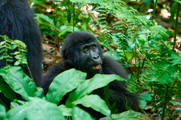 Young mountain gorilla in the wild, sitting on the ground, Bwindi National Park, Uganda