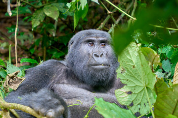 Adult silverback mountain gorilla in the wild, Bwindi National Park, Uganda