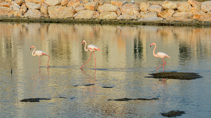 Greater Flamingos at Alacati Wetlands in spring (Cesme, Izmir province, Turkey)