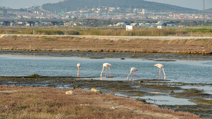 Greater Flamingos at Alacati Wetlands in spring (Cesme, Izmir province, Turkey)