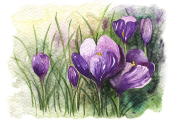 Spring watercolor crocus flowers illustration. Greeting card background with purple spring flowers on green field.