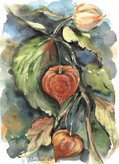 Watercolor illustration of red physalis plant fruit, autumn still life, garden.