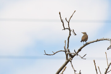 bird on a branch
