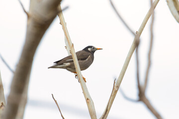 black backed shrike