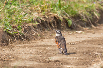 bird on the ground