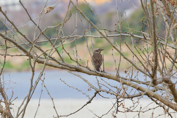 a bird on a branch