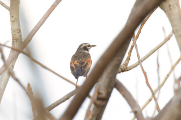 Dusky Thrush