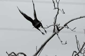 crow on a branch