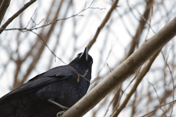 crow on a branch
