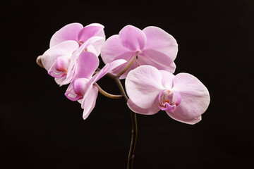 Pink orchid on black background.