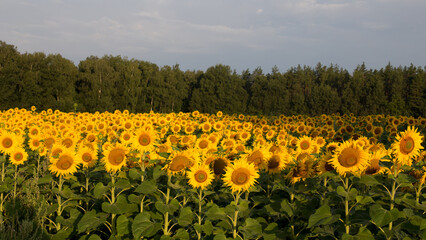 Sunflower field in the early morning, bright and large flowers