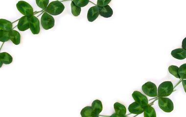 Frame of clover or trefoil leaves on a white background with space for text. Top view, flat lay