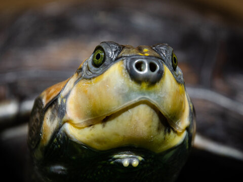 Charapa Turtle (Podocnemis cayennensis)