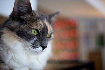 cat lying down on wooden table looking at camera.