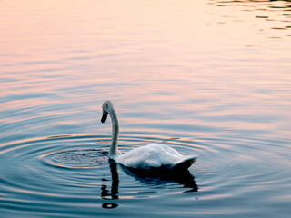 Swans at Lake Eola Park in Downtown Orlando.