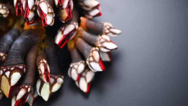 Barnacles, goose neck barnacle, percebes, gallician barnacles. Pollicipes pollicipes. Expensive delicatessen, gourmet sea food on black background. Top view