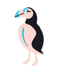 flat arctic fratercula