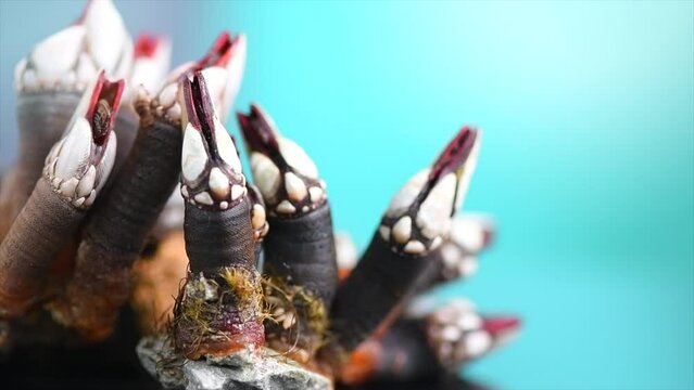 Barnacles, goose neck barnacle, percebes, gallician barnacles. Pollicipes pollicipes. Expensive delicatessen, gourmet sea food on blue background. Slow motion