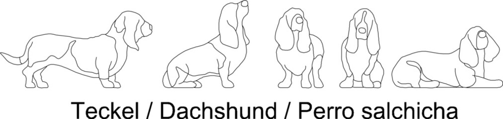 sketch vector illustration of a collection of Teckel Dachshund Perro salchicha dogs
