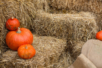 Orange pumpkins on a background of straw bales