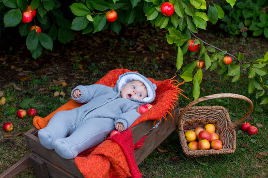 An eight-month-old blue-eyed boy in a knitted gray overall lies in a cart in the garden against the background of fallen apples