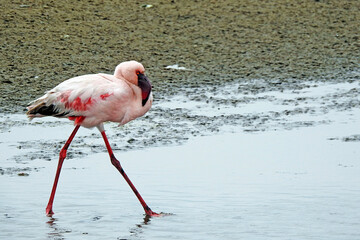 Pink Flamingo in Lagoon, Walvis Bay, Namibia