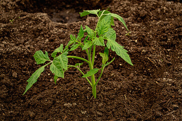 Small green sprout of tomato seedling in a greenhouse in spring