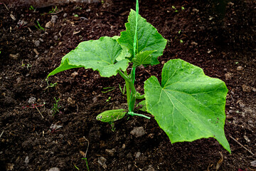 Young green seedlings of cucumber in a greenhouse in spring