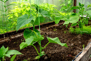 Seedlings of cucumbers in a greenhouse in spring