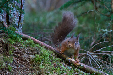 Naklejka na ściany i meble Red Squirrel (Sciurus vulgaris) in a pine forest in the highlands of Scotland, United Kingdom.