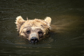 Junger Bär schwimmt im Fluss  © Brüsertiv